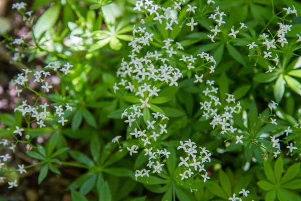 Deutzia Scabra Pflanze Blüht Einem Garten — Stockfoto