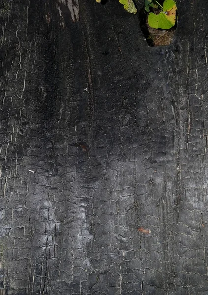 Background with burnt wood texture — Φωτογραφία Αρχείου