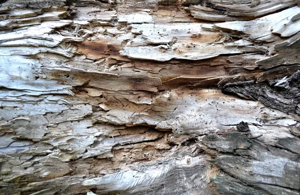Fotografia Arată Fundalul Textura Copacului Coaja Aproape — Fotografie, imagine de stoc