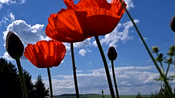 Poppies and clouds — Stock Video