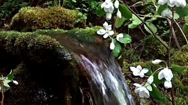 Arroyo y rama floreciente — Vídeo de stock