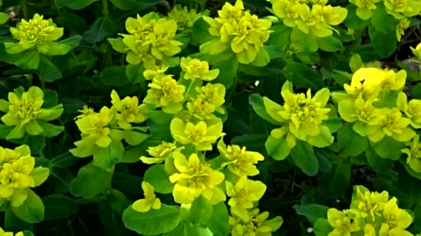 Rhodiola sachalinensis y una sombra soleada — Vídeos de Stock