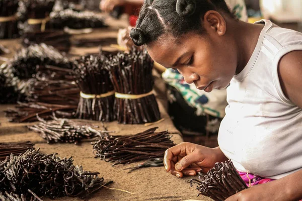 Fabrication de vanille — Photo