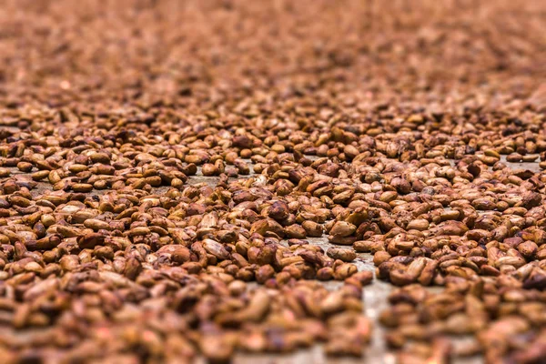 Kacang cokelat dari Ambanja, Madagaskar — Stok Foto