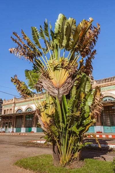 Traveller's Tree — Stock Photo, Image