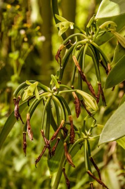 Liana burbon vanilya