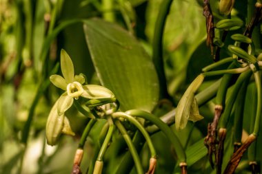 Madagaskar vanilya vanilya, orkide çiçeği