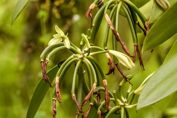 Vainilla planifolia, flor de orquídea de vainilla de Madagascar — Foto de Stock