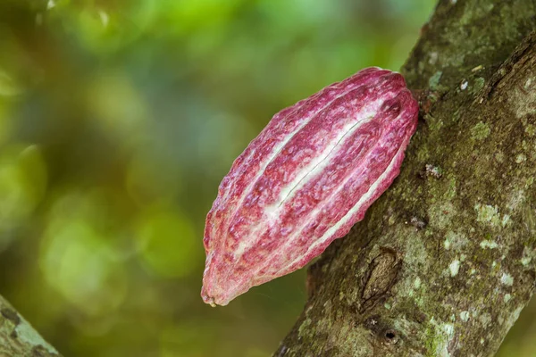 Păstaie de cacao din Ambanja, Madagascar — Fotografie, imagine de stoc