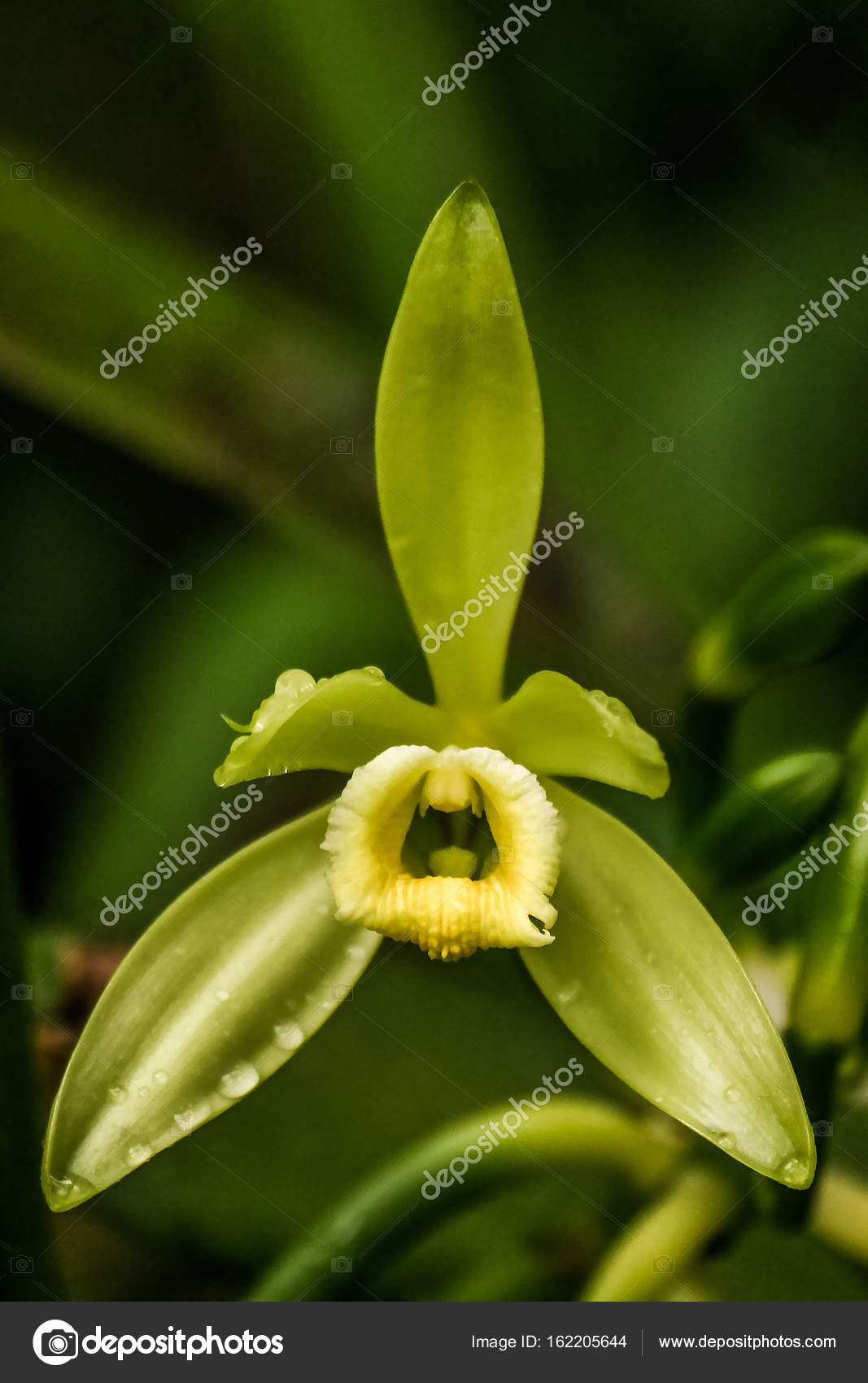 Vanilla Planifolia Orchidée Et Fleur De Vanille Bourbon De
