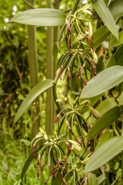 Liana burbon vanilya