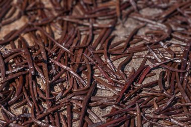 Drying Bourbon vanilla in eastern Madagascar clipart