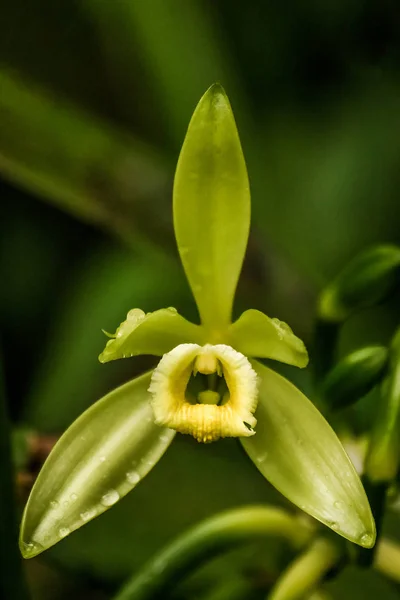 Vanilla planifolia, orchid and flower of Bourbon vanilla of Madagascar — Stock Photo, Image