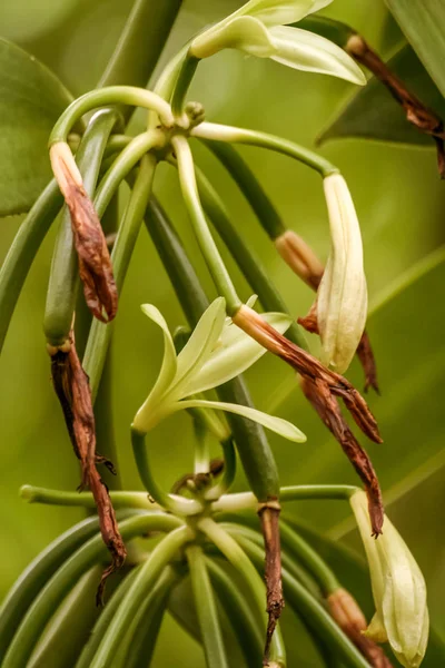 Bloemen van Bourbon vanille — Stockfoto