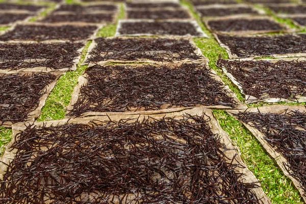 Burbon vanilya Doğu Madagaskar'daki kurutma