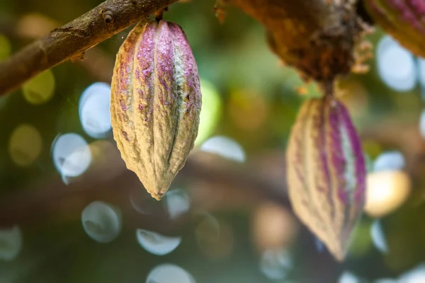 Cabillaud de cacao d'Ambanja, Madagascar — Photo