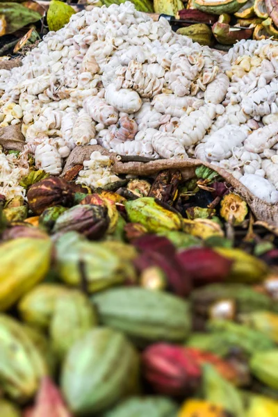 Cocoa beans from Madagascar — Stock Photo, Image