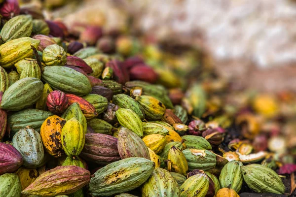 코코아 콩 깍 지의 수확 — 스톡 사진