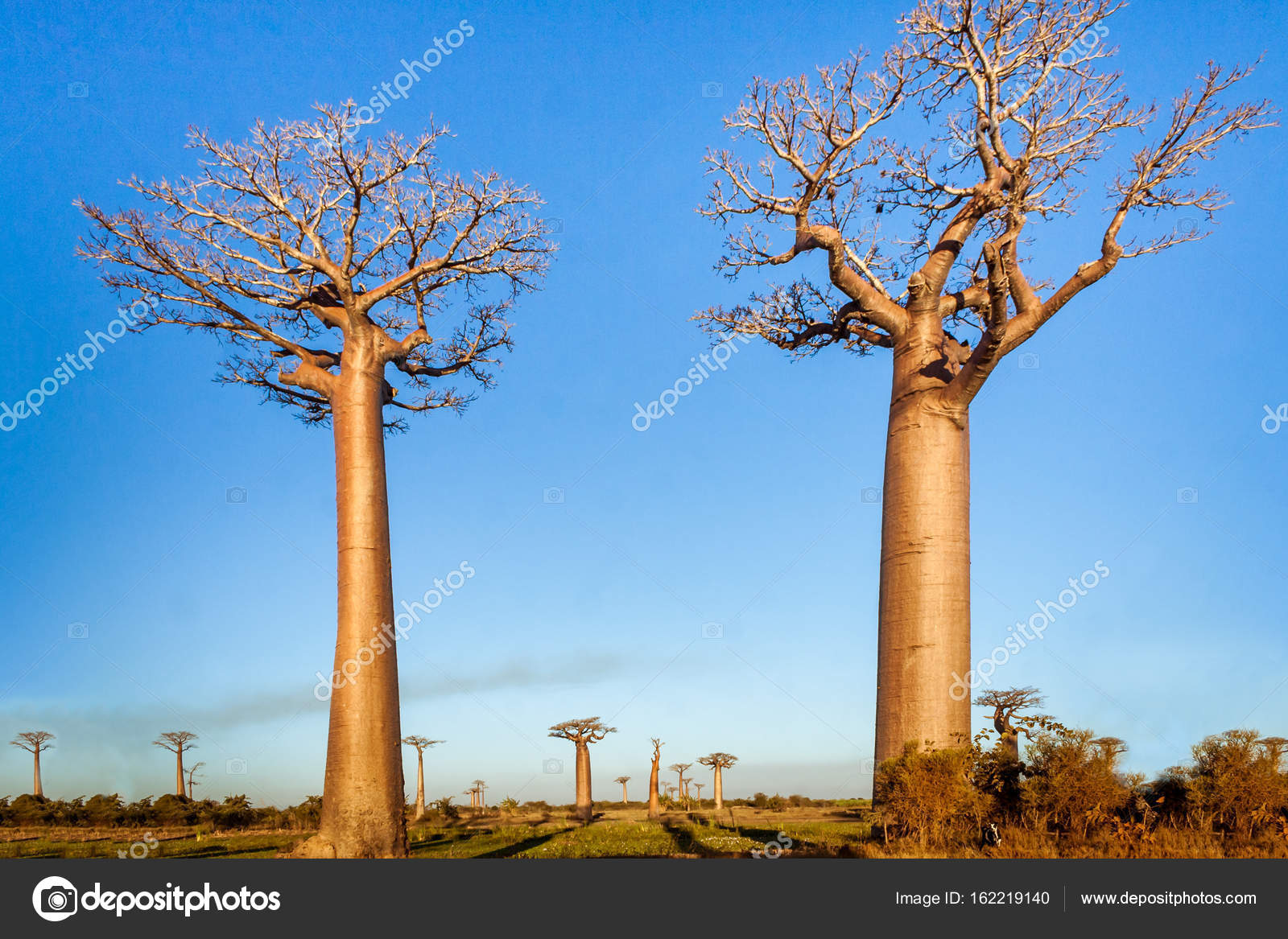 ᐈ Baobab Fruit Stock Photos Royalty Free Baobab Pictures Download On Depositphotos