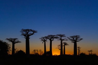 günbatımı baobab ağaçları