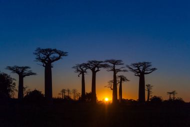 günbatımı baobab ağaçları