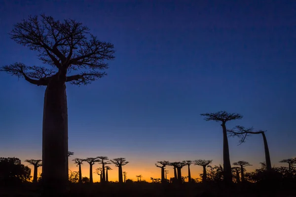 Pôr do sol em baobás — Fotografia de Stock