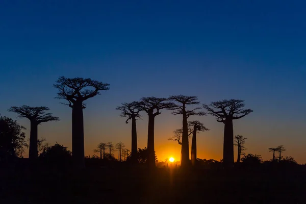 Zonsondergang op baobab bomen — Stockfoto