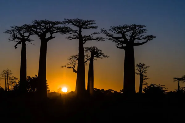 Pôr do sol em baobás — Fotografia de Stock