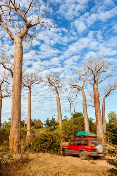 Baobás de Madagáscar — Fotografia de Stock