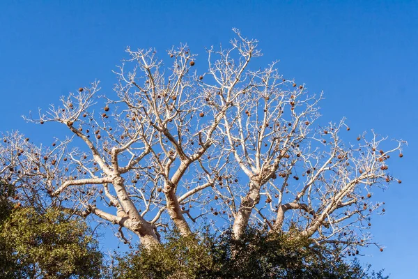 Fruit of baobab — Stock Photo, Image