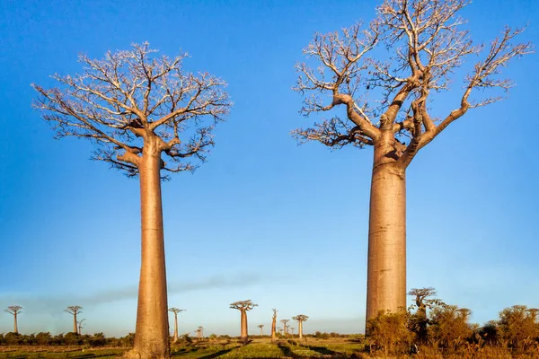 Baobab trees of Madagascar — Stock Photo, Image