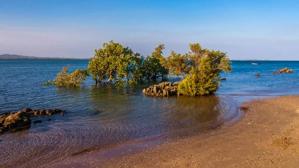 Manglar en la bahía de Antsiranana — Foto de Stock