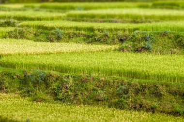 Paddy alan Madagaskar