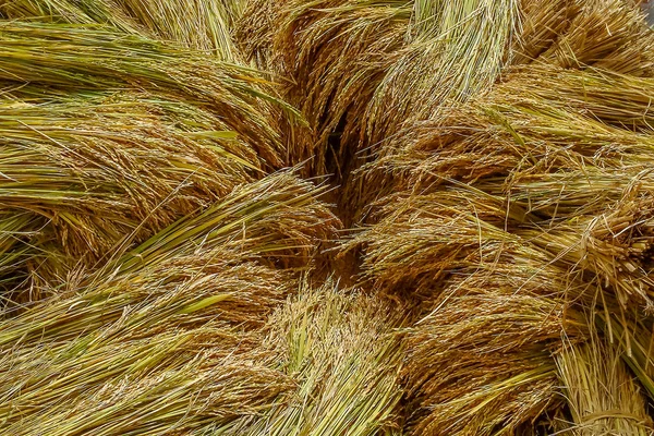 Rice crop in Madagascar — Stock Photo, Image