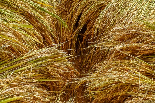 Rice crop in Madagascar — Stock Photo, Image