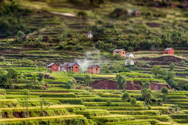 Paddy field in Madagascar — Stock Photo, Image