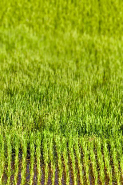 Reisfeld in Madagaskar — Stockfoto