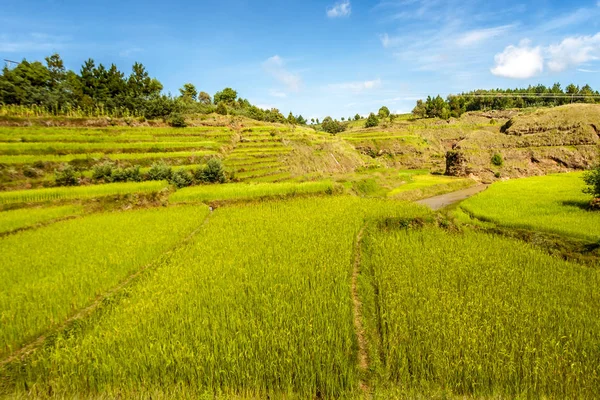 Paddy field in Madagascar — Stock Photo, Image