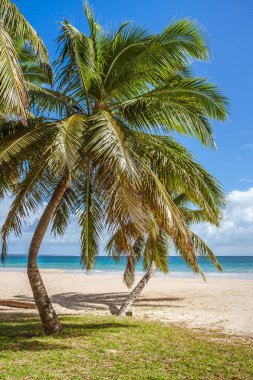 Sahilde Palm grove