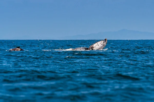 Bultrug walvis in de oceaan — Stockfoto