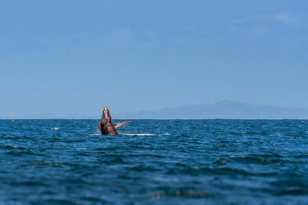 Rorqual à bosse dans l'océan — Photo