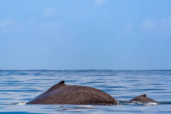 Humbak wieloryb w oceanie — Zdjęcie stockowe