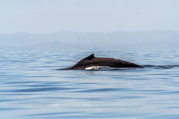 Горбатый кит в океане — стоковое фото