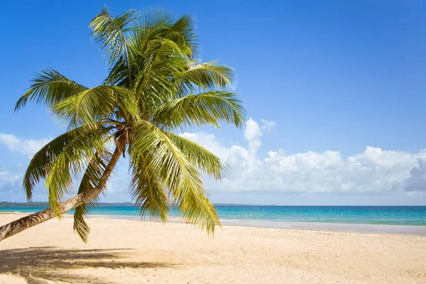 Coconut palm tree — Stock Photo, Image