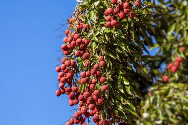 Lychees ağaç üzerinde