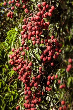 Lychees ağaç üzerinde