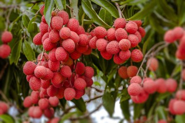 Lychees ağaç üzerinde