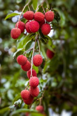 Lychees ağaç üzerinde