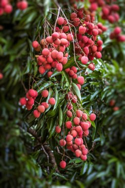 Lychees ağaç üzerinde