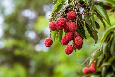 Lychees ağaç üzerinde